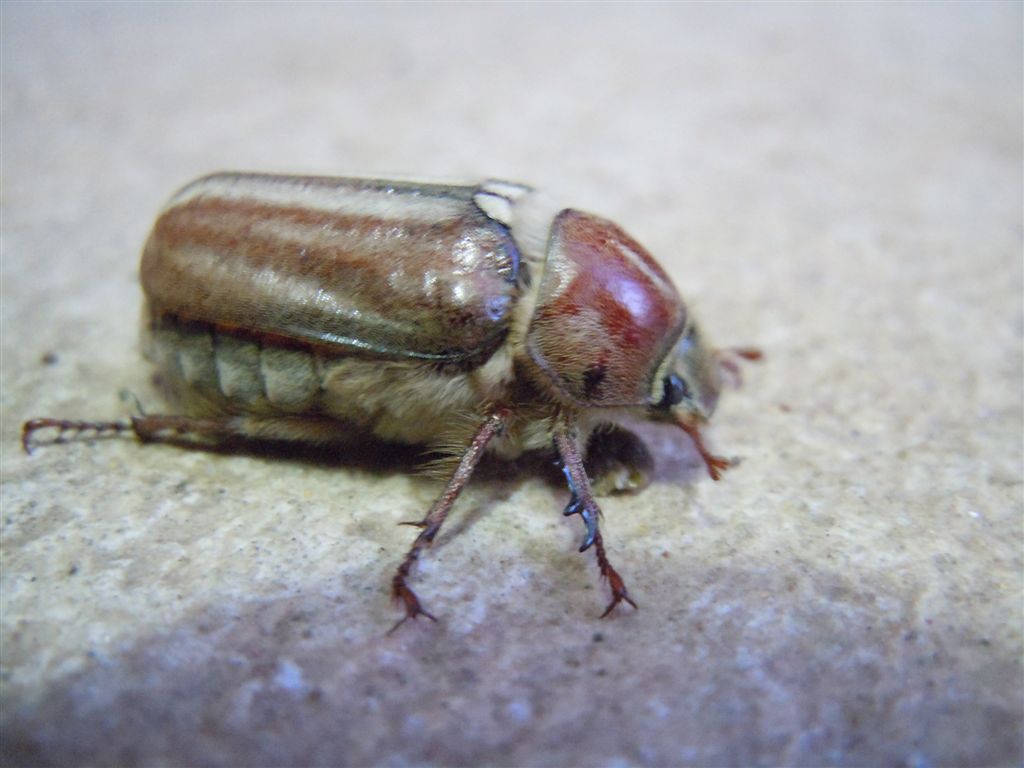Anoxia matutinalis?